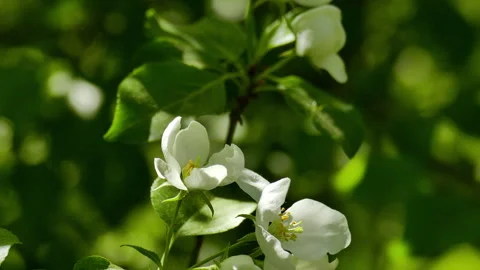 Blossoming apple trees Stock Footage 242227824