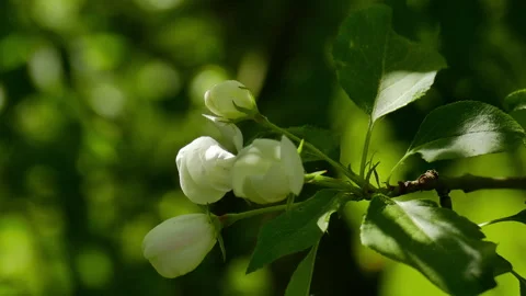Blossoming apple trees Stock Footage 242227977