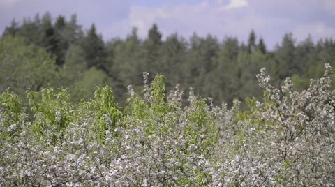 Blossoming Apple trees in front of a Pine forrest Stock Footage 63614107