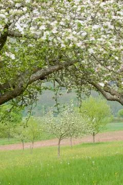 Blossoming Apple Trees Stock Photos