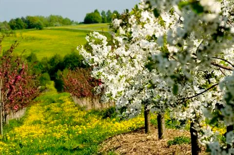 Blossoming of the apple trees Stock Photos