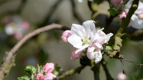 Blossoming of apple trees in spring Stock Footage 128989519
