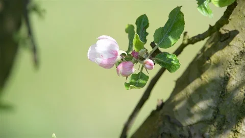Blossoming of apple trees in spring Stock Footage 128990138
