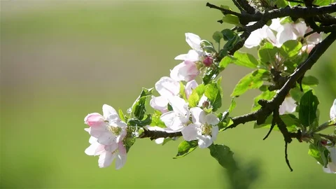 Blossoming of apple trees in spring Stock Footage 128990160