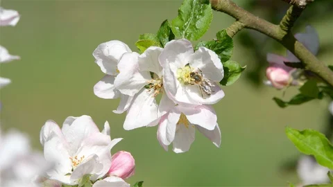 Blossoming of apple trees in spring Stock Footage 128990173