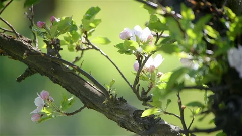 Blossoming of apple trees in spring Stock Footage 128990670