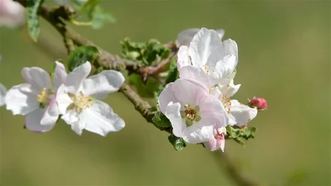 Blossoming of apple trees in spring Stock Footage 128990672