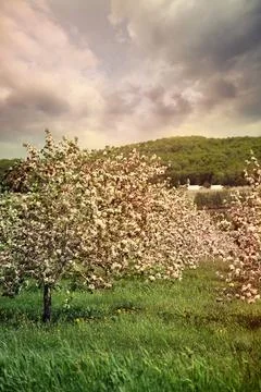 Blossoming apple trees in spring Stock Photos