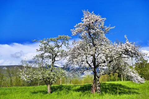 Blossoming apple trees in spring time Stock Photos