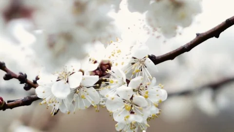 Blossoming apricot in cloudy weather. Stock Footage 74620732