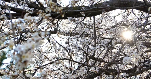 Blossoming apricot tree branches. Spring apricot garden. Stock Footage 125291465
