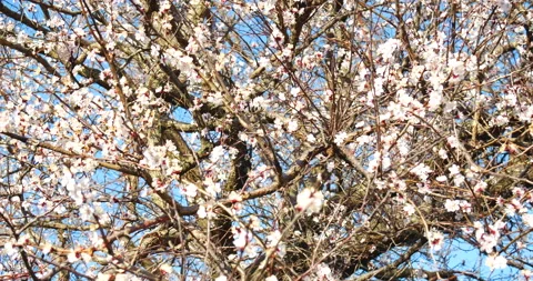 Blossoming apricot tree branches. Spring apricot garden. Stock Footage 172408262