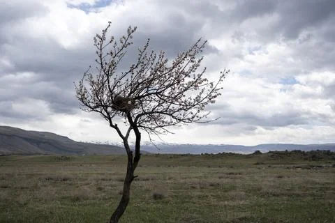 Blossoming apricot tree, tree, cloud, apricot tree Foto stock