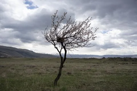 Blossoming apricot tree, tree, cloud, apricot tree  Stock Photos