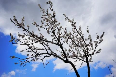 Blossoming apricot tree, tree, cloud, apricot tree Stock Photos