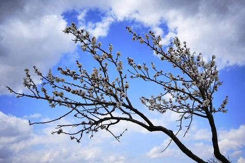 Blossoming apricot tree, tree, cloud, apricot tree  Stock Photos