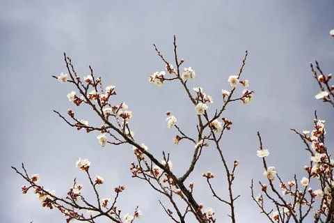 Blossoming apricot tree, tree, cloud, apricot tree  Stock Photos
