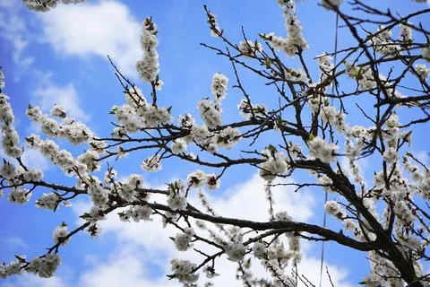 Blossoming apricot tree, tree, cloud, apricot tree  Stock Photos