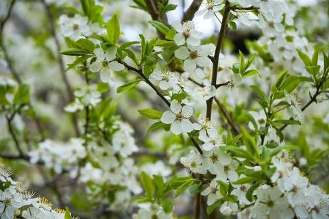 Blossoming apricot tree, tree, cloud, apricot tree  Stock Photos