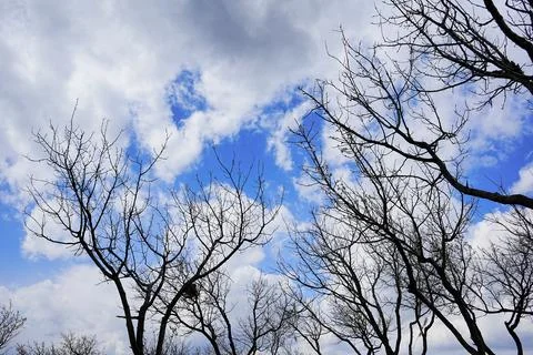 Blossoming apricot tree, tree, cloud, apricot tree  Stock Photos