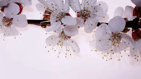 Blossoming Apricot on a White Background, Rotating Stock Footage 74099813
