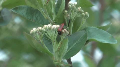 Blossoming aronia. Stock Footage