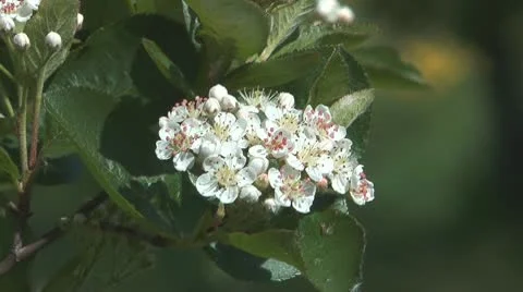 Blossoming aronia. Stock Footage
