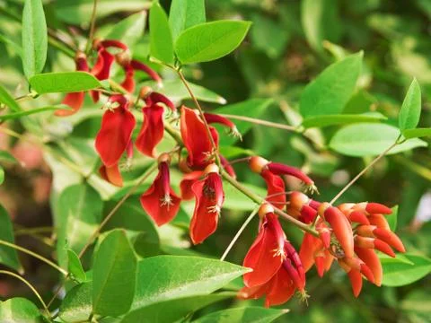 The Blossoming  a Barberry Stock Photos