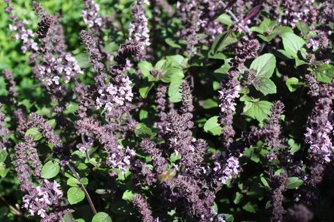 Blossoming basil Stock Photos
