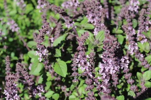 Blossoming basil Stock Photos
