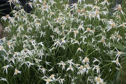 Blossoming beak-sedge Stock Photos