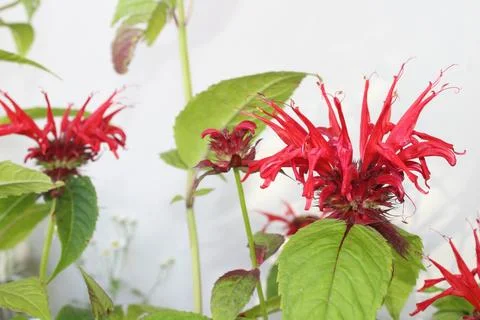 Blossoming beebalm Stock Photos