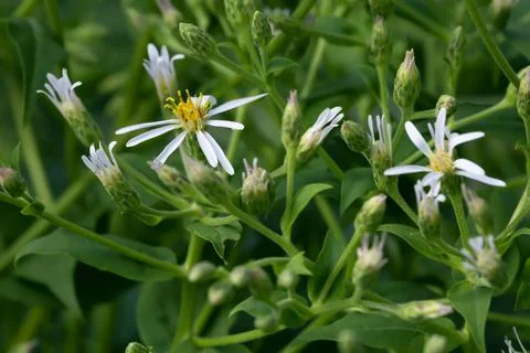 Blossoming bigleaf aster, Aster macrophyllus Stock Photos