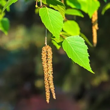 Blossoming birch Foto stock