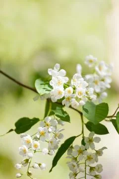 Blossoming bird cherry Fotos Stock