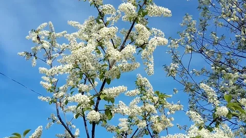 Blossoming bird cherry. Spring background. Stock Footage 108999772