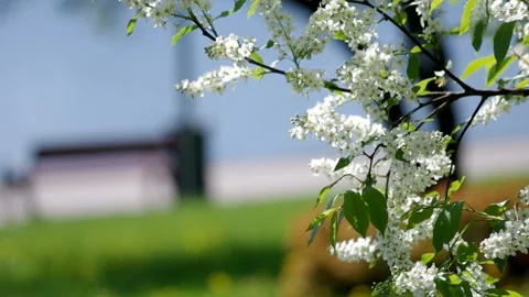 Blossoming Bird Cherry in Spring Garden Stock Footage 101389268