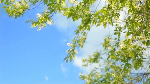 Blossoming bird cherry in sun light Stock Footage 91399234