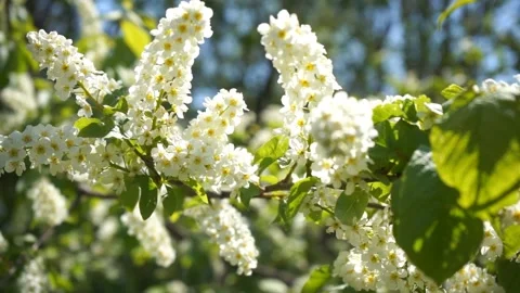 Blossoming bird-cherry tree bunch with white flowers and green leaves in a sunny Stock Footage 132935999