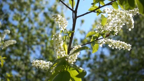 Blossoming bird-cherry tree bunch with white flowers and green leaves in a sunny Stock Footage 132936002