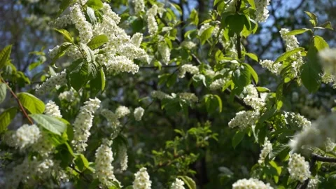Blossoming bird-cherry tree bunch with white flowers and green leaves in a sunny Stock Footage 133052138