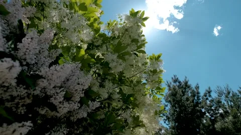 Blossoming bird cherry tree bunch with white flowers and green leaves in a sunny Stock Footage 160071261