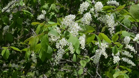 Blossoming bird-cherry tree Video stock 102148678