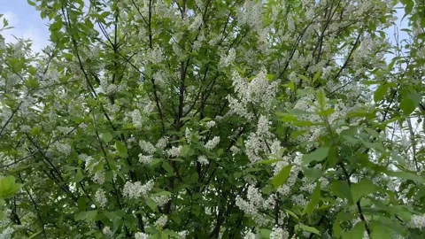 Blossoming bird-cherry tree Stock Footage 240344162