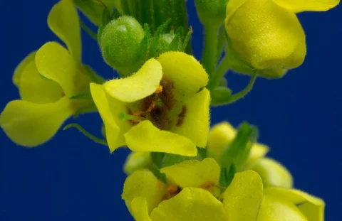 Blossoming black mullein, dark mullein. Timelapse colour key. Stock Footage 107482459
