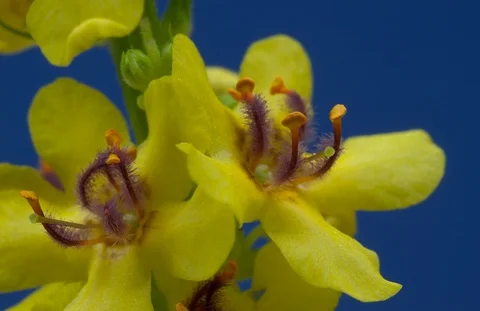 Blossoming black mullein, dark mullein. Timelapse colour key. Stock Footage 107489764