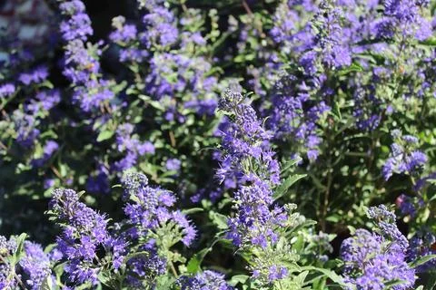 Blossoming bluebeard Stock Photos