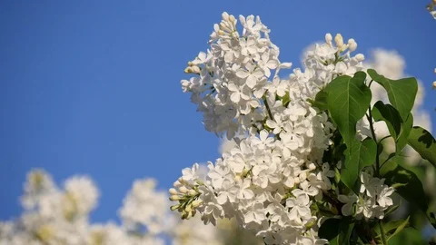 Blossoming branch and a tree of a white lilac close-up Stock Footage 120729232