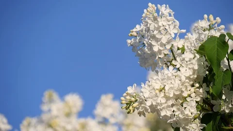 Blossoming branch and a tree of white lilac close-up against the bright blue 库存影片 120730244