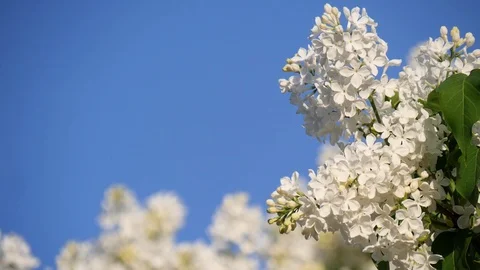 Blossoming branch and a tree of white lilac close-up against the bright blue Stock Footage 120730664